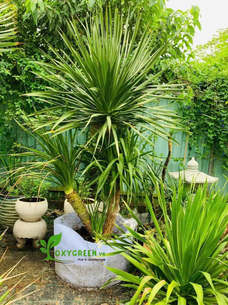 Sự hài hòa của cây phát tài núi ghép trong chậu