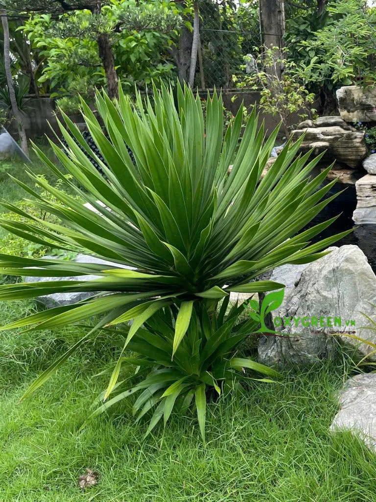 Cây phát tài núi tiểu cảnh trang trí bàn làm việc