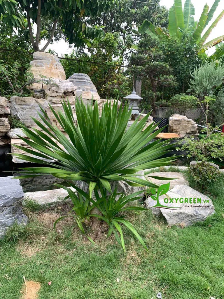 Cây phát tài núi với đá trang trí tạo tiểu cảnh sinh động