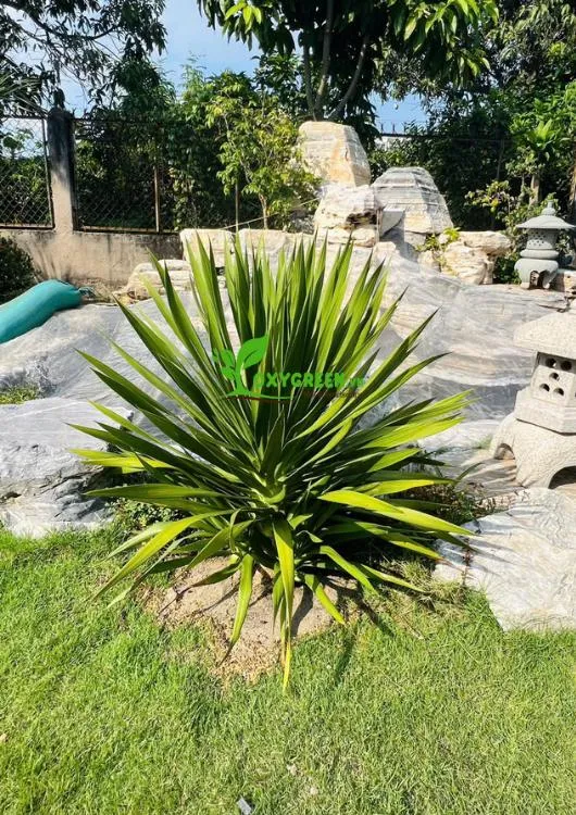 Cây phát tài núi nhỏ gọn, dễ dàng bố trí