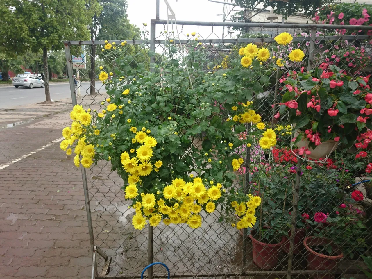 Chậu cúc rủ với nhiều cành lá xanh tốt, sẵn sàng cho mùa hoa