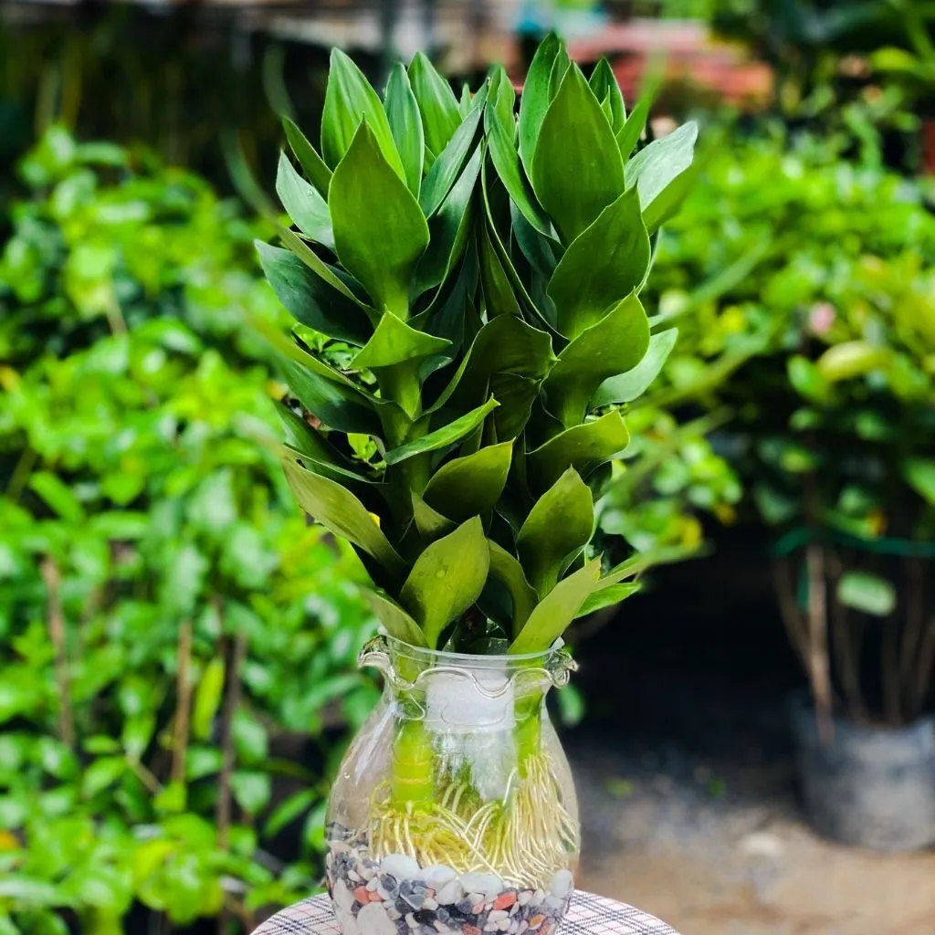 Cây Phát Tài Búp Sen với hình dáng độc đáo, tựa như búp sen