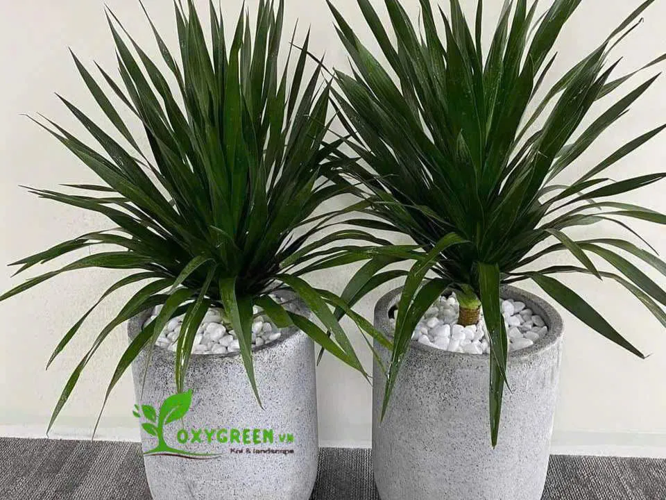 Cây phát tài núi trang trí nội thất