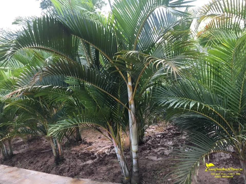Vườn cây cau lụa xanh tươi, thẳng tắp tại nhà vườn Bách Thuận