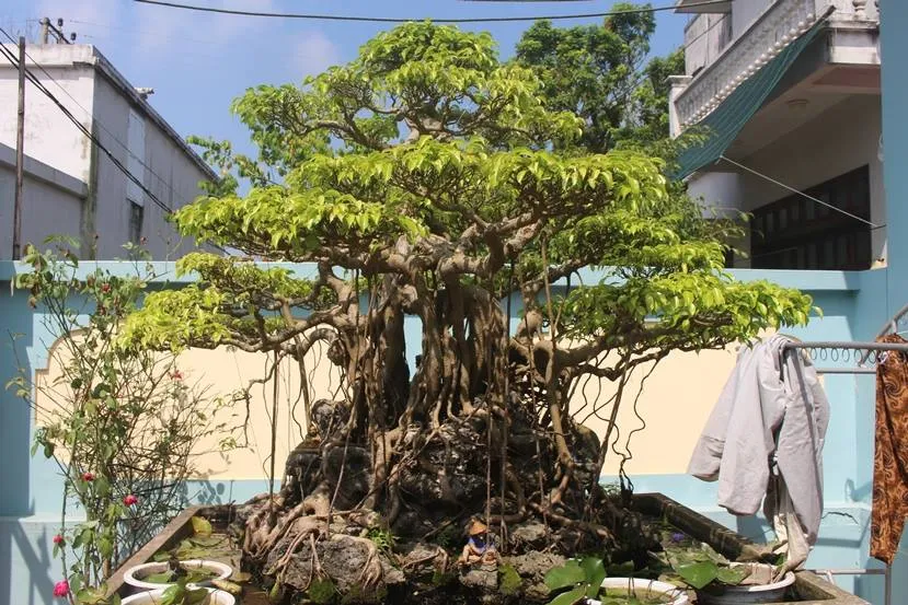 Cây sanh với các uốn lượn nghệ thuật, thu hút ánh nhìn