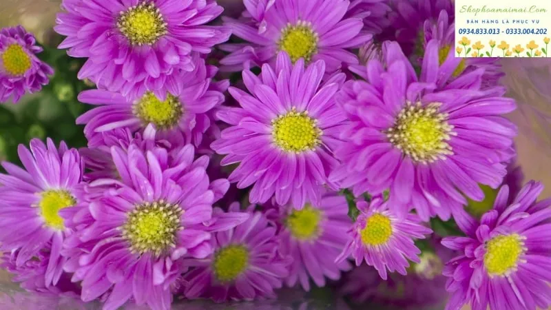 Hoa Cúc Tím rực rỡ trong nắng.