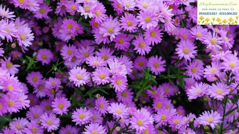 Một bó Hoa Cúc Tím được kết khéo léo.