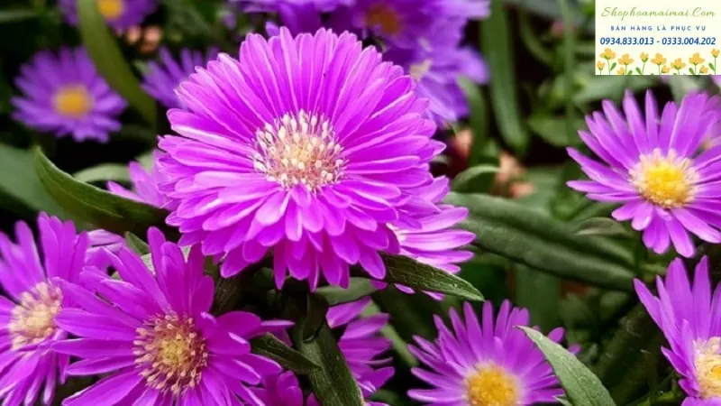 Cánh đồng Hoa Thạch Thảo Tím bạt ngàn.