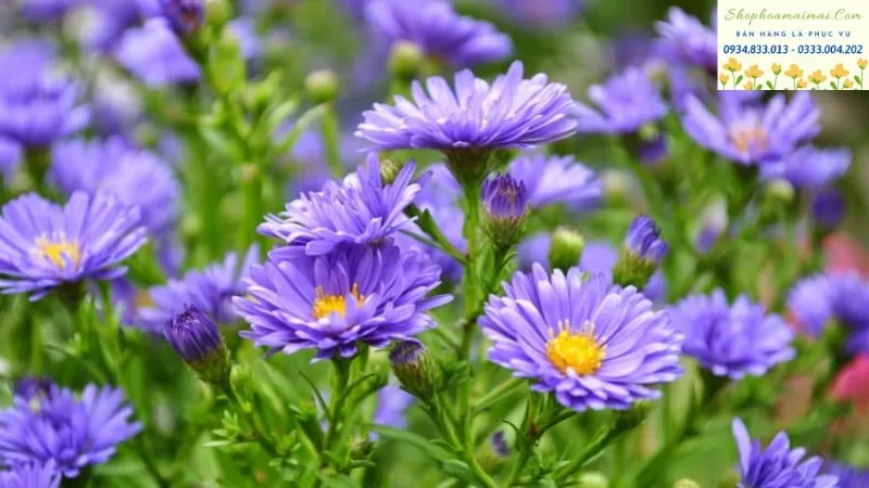Một đóa Hoa Cúc Tím khoe sắc.