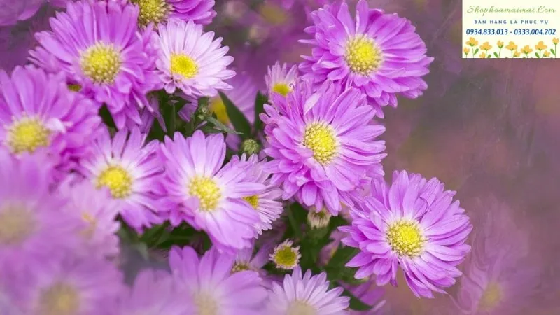 Chậu Hoa Cúc Tím được bài trí trên bệ cửa sổ.