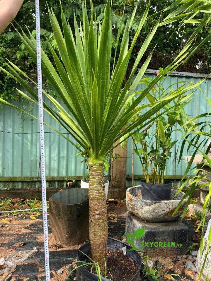 Cây phát tài núi đơn thân với dáng vẻ uy nghiêm