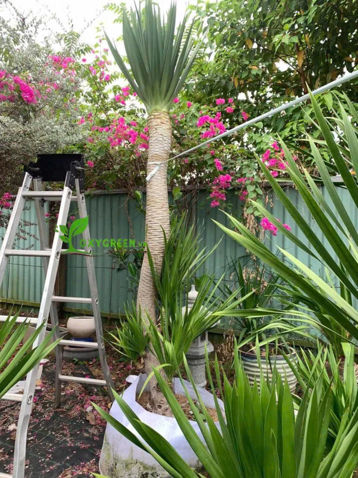 Cận cảnh tán lá xanh mướt của cây phát tài núi đơn thân