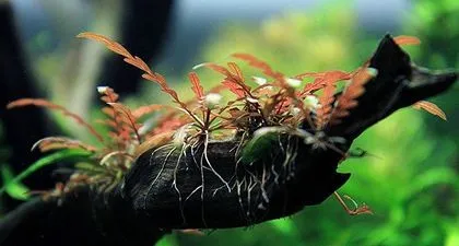 Cận cảnh lá cây Liễu Đỏ Răng Cưa với sắc đỏ tía đặc trưng