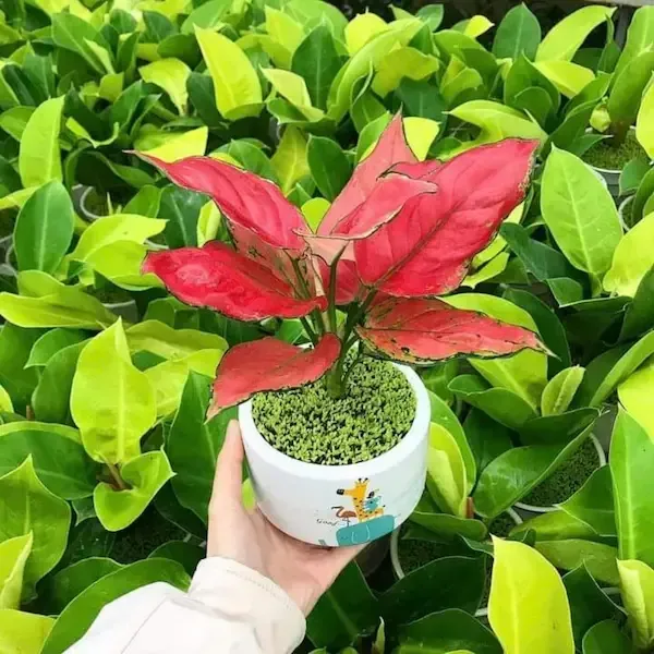 Cây phong thủy mang lại may mắn cho gia chủ