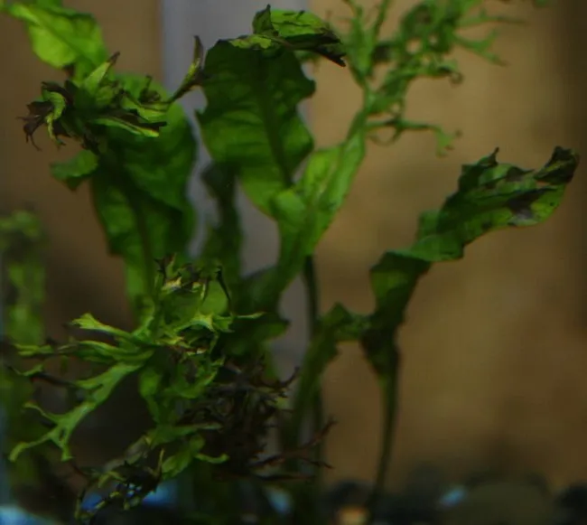 Lá dương xỉ bị đen do các yếu tố môi trường