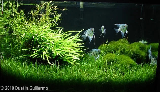 Bể thủy sinh với bố cục đẹp mắt, cây cối phát triển khỏe mạnh