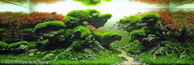 Thiết kế hồ thủy sinh với cường độ ánh sáng mạnh