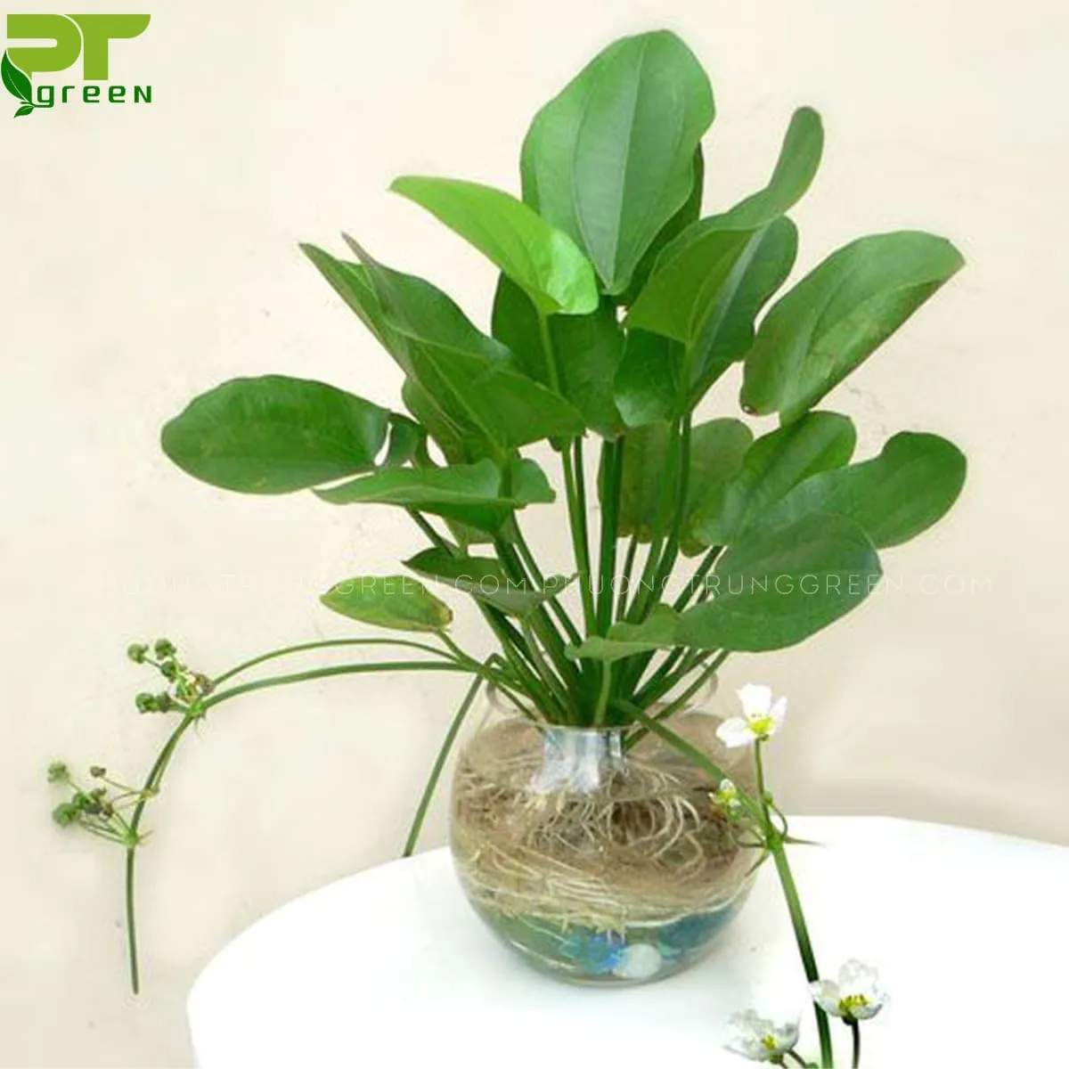 Cây Bách Thủy Tiên thủy sinh với lá xanh bóng và hoa trắng