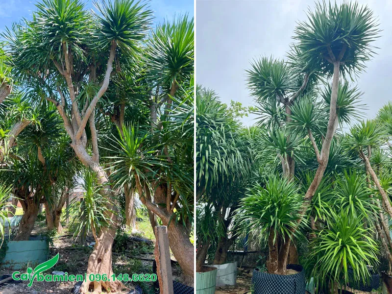 Hàng chục cây phát tài núi kích thước lớn