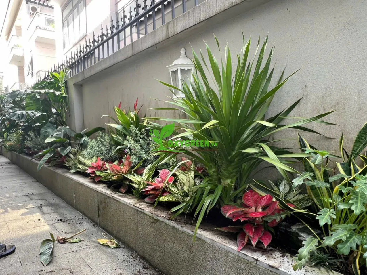 Cây phát tài núi đặt trên bàn thờ Thần Tài