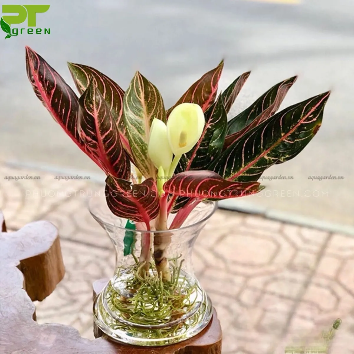 Cây Bao Thanh Thiên thủy sinh với lá xanh đậm viền trắng