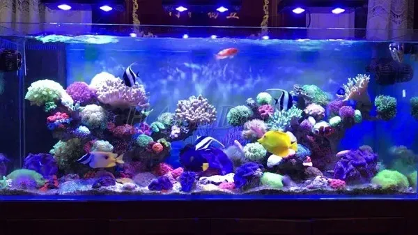 Chiếu sáng bể cá liên tục 8 - 12 giờ mỗi ngày