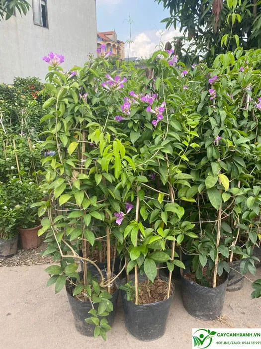 Bầu cây lan tỏi đang hoa cao 1.3m