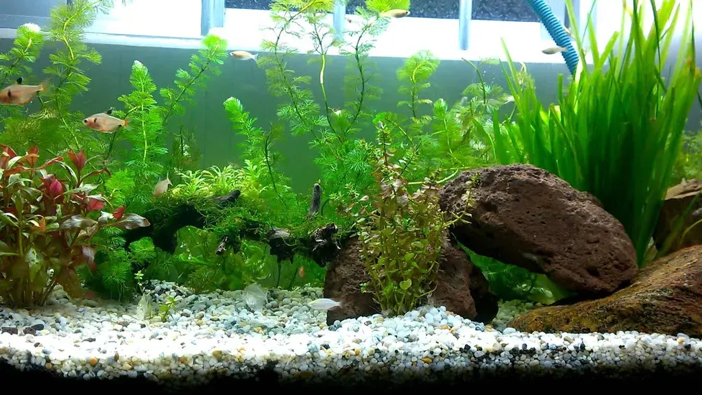 Bể cá thủy sinh trang trí đẹp mắt với đa dạng các loại cây xanh