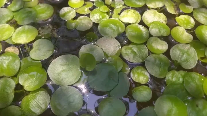 Bèo Nhật Bản, cây thủy sinh lọc nước và tạo oxy hiệu quả cho hồ