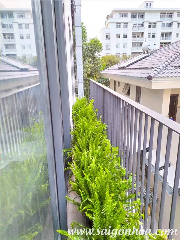 Chậu cây dương xỉ lá me đặt ở ban công, tạo không gian xanh mát và thư giãn.