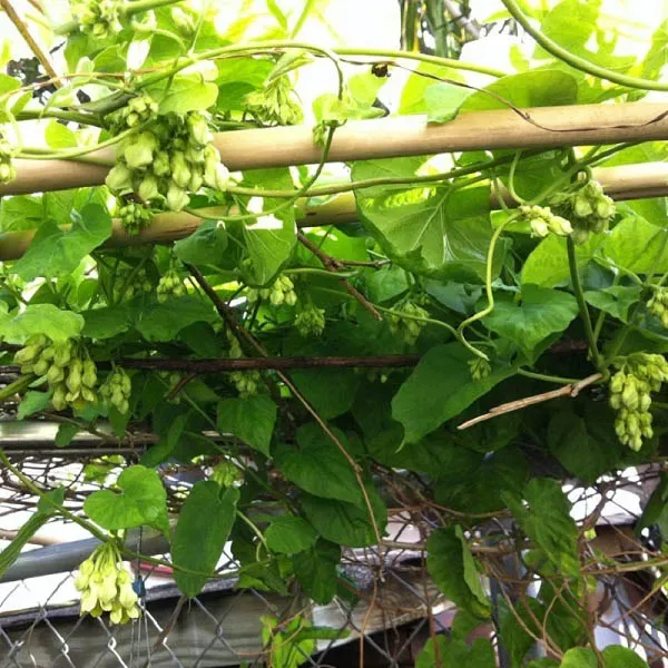 Búp hoa thiên lý ở giai đoạn gần trưởng thành