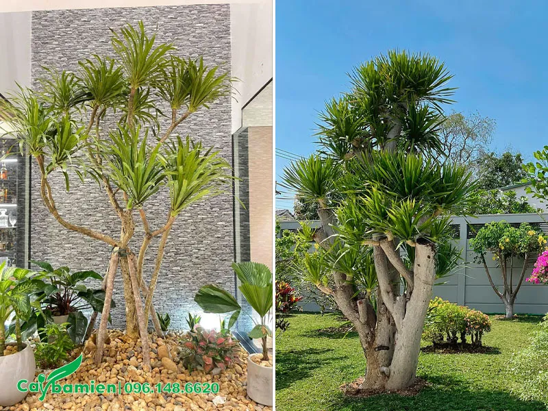 Phát Tài Núi trồng trong nhà và ngoài trời đều được