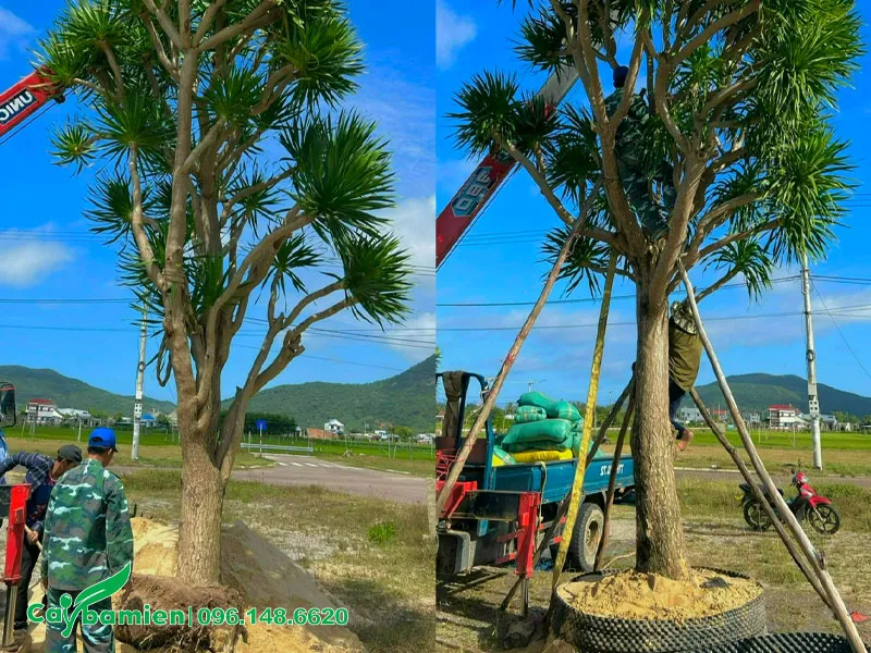 Thi công trồng cây Phát Tài Núi công trình kích thước lớn, cao gần 5m