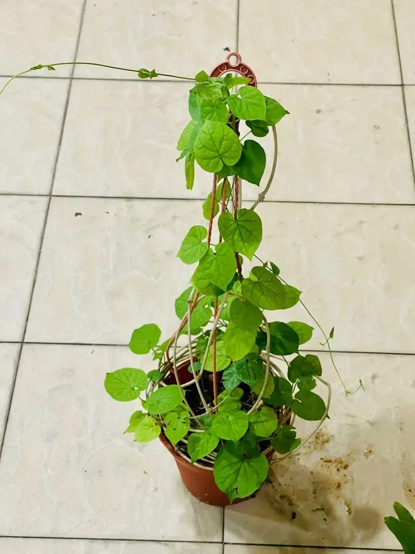 Cách trồng hoa thiên lý trong chậu