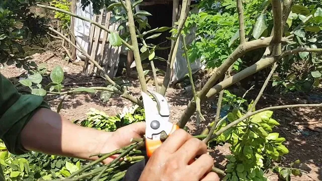 Cành bưởi sau khi thu hoạch cần được tỉa bỏ