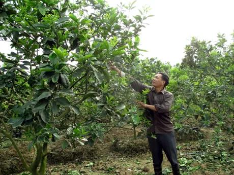 Cây bưởi năm thứ hai đang được tỉa cành và tạo tán