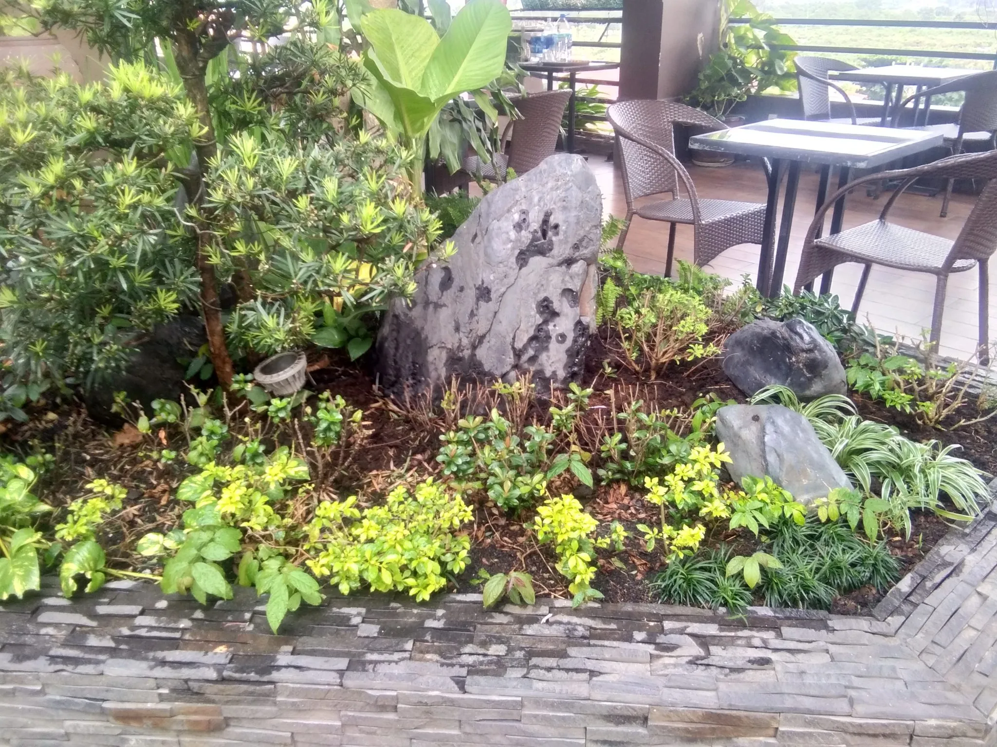 Cắt tỉa thấp để tái sinh cây cảnh