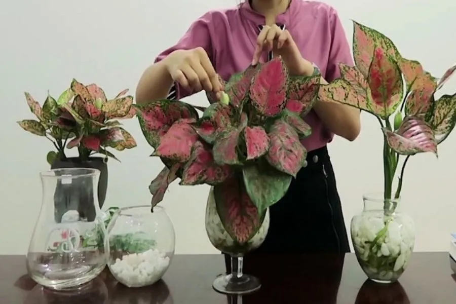 Thường xuyên cắt tỉa và uốn dáng cho cây Vạn Lộc.