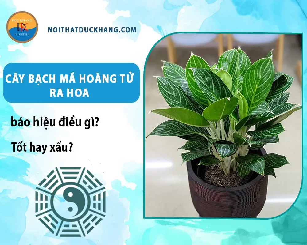 Cây Bạch Mã Hoàng Tử ra hoa báo hiệu điều gì? Tốt hay xấu?