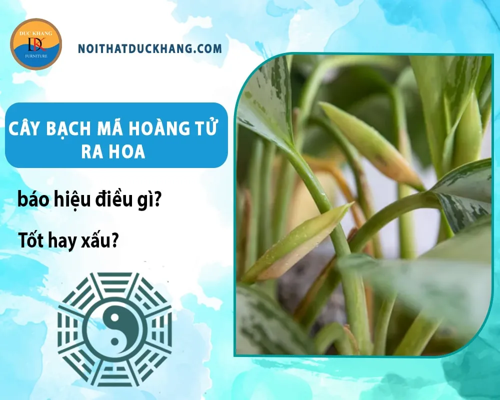 Cây Bạch Mã Hoàng Tử ra hoa báo hiệu điều gì? Tốt hay xấu?