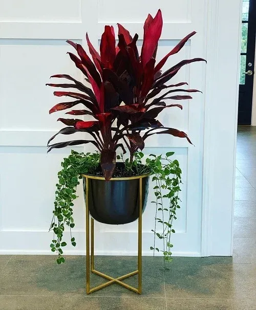 Cây cảnh màu tím trồng trong nhà