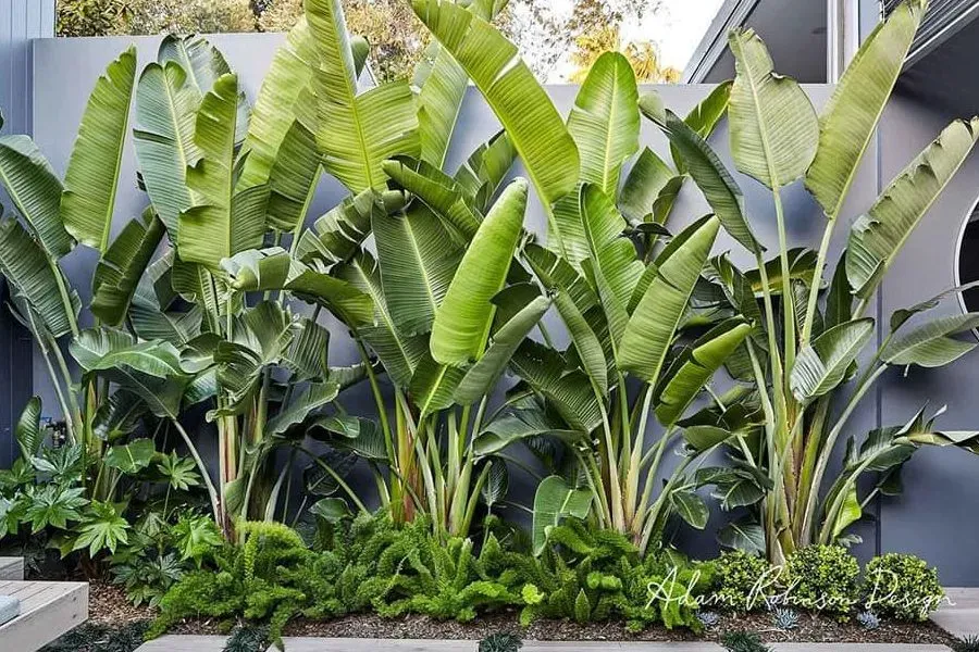 Cây chuối cảnh được trồng thành cụm để trang trí không gian nhà ở