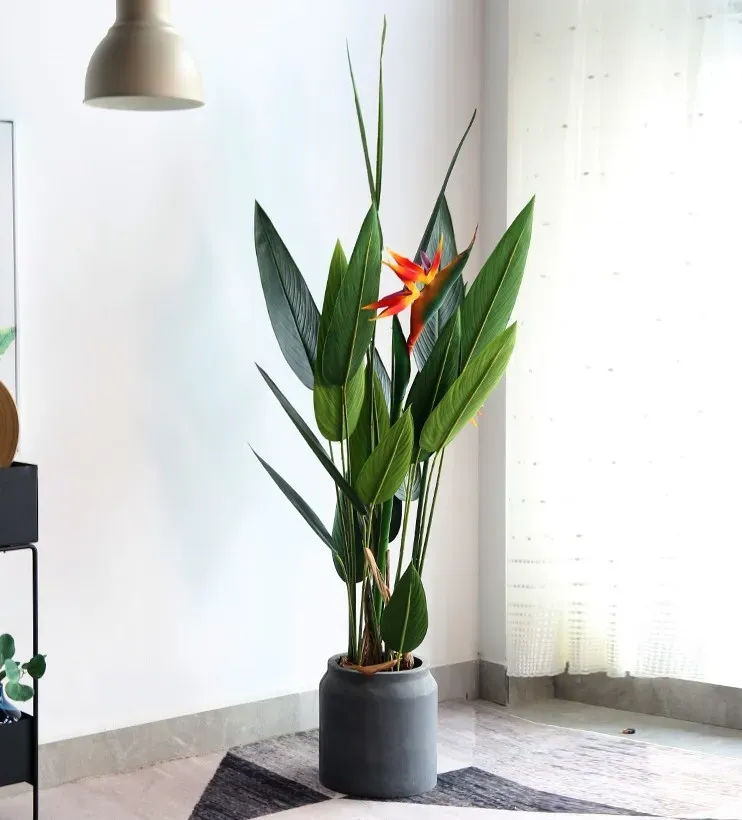 Hoa chuối mủ két có màu đỏ, pha lẫn sắc cam và vàng