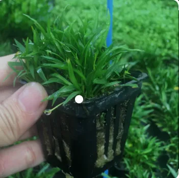 Cỏ Đỏ với những chiếc lá dài và điểm nhấn màu đỏ ấn tượng