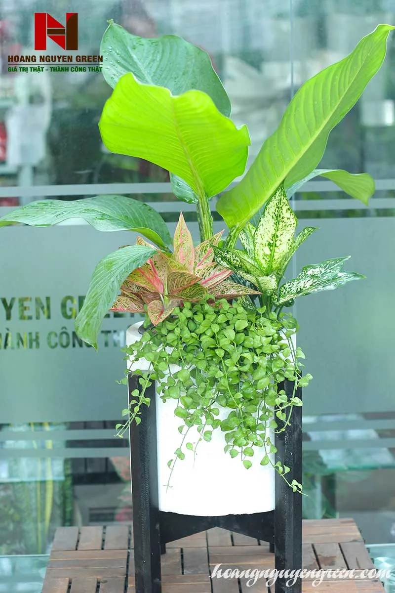 Cây Đại Phú Gia tượng trưng cho sự giàu sang, phú quý và là lựa chọn quà tặng khai trương phổ biến.