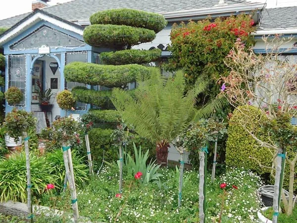 Cây dương xỉ thân gỗ được trồng trong sân vườn, tạo điểm nhấn độc đáo.