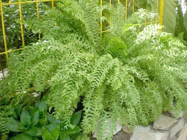 Cây dương xỉ đuôi cá được trồng trong bồn, tạo mảng xanh tự nhiên cho không gian.