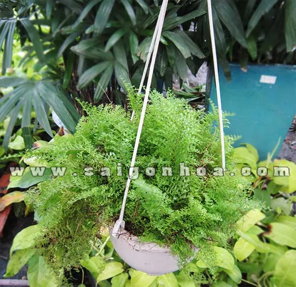 Chậu dương xỉ lá nhuyễn treo, tạo điểm nhấn xanh mát cho không gian.