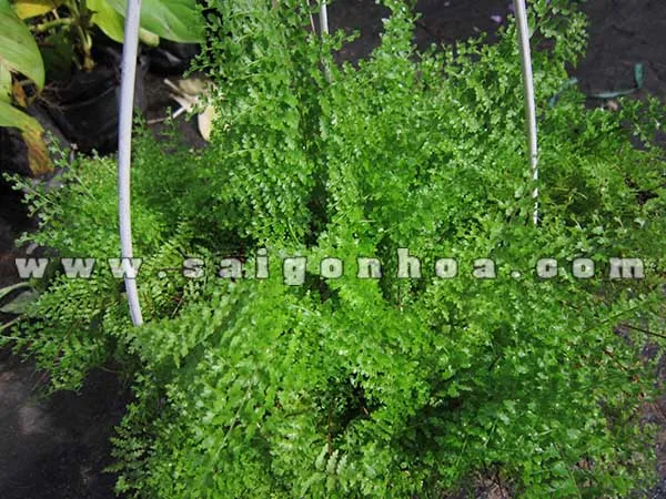 Cận cảnh cây dương xỉ lá nhuyễn với những chiếc lá nhỏ xinh, mềm mại.