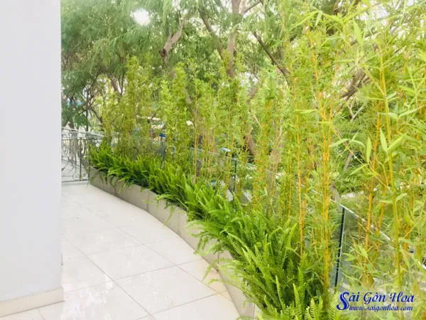 Cận cảnh cây dương xỉ lá me với những chiếc lá nhỏ xinh, tạo vẻ đẹp tự nhiên.